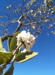 Cordia morelosana