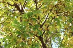 Celtis mildbraedii