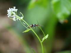 Cantharis obscura