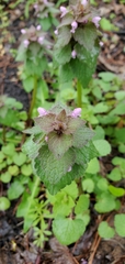 Lamium purpureum