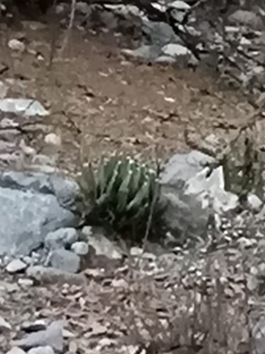 Agave victoriae-reginae