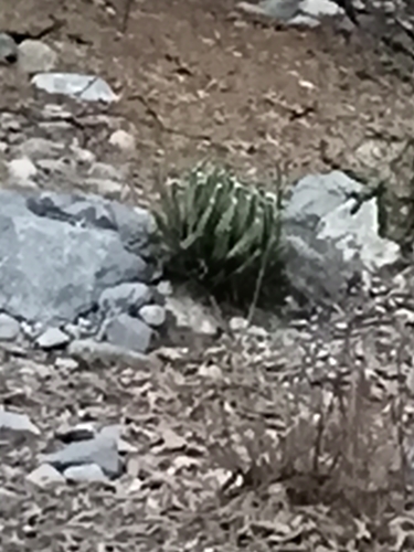 Agave victoriae-reginae