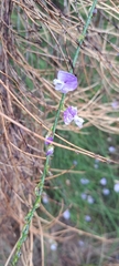 Psoralea aphylla