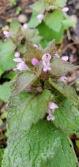 Lamium purpureum
