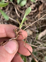 Rhopalomyia bulbula
