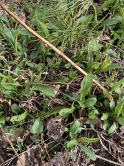 Rhopalomyia bulbula