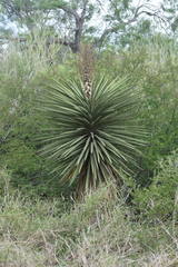 Yucca treculiana
