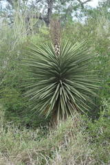 Yucca treculiana