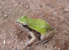 Physalaemus cuvieri