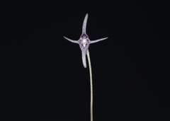 Pleurothallis eduardoi