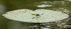 Leucorrhinia caudalis