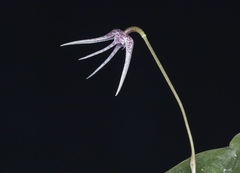Pleurothallis eduardoi