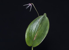 Pleurothallis eduardoi