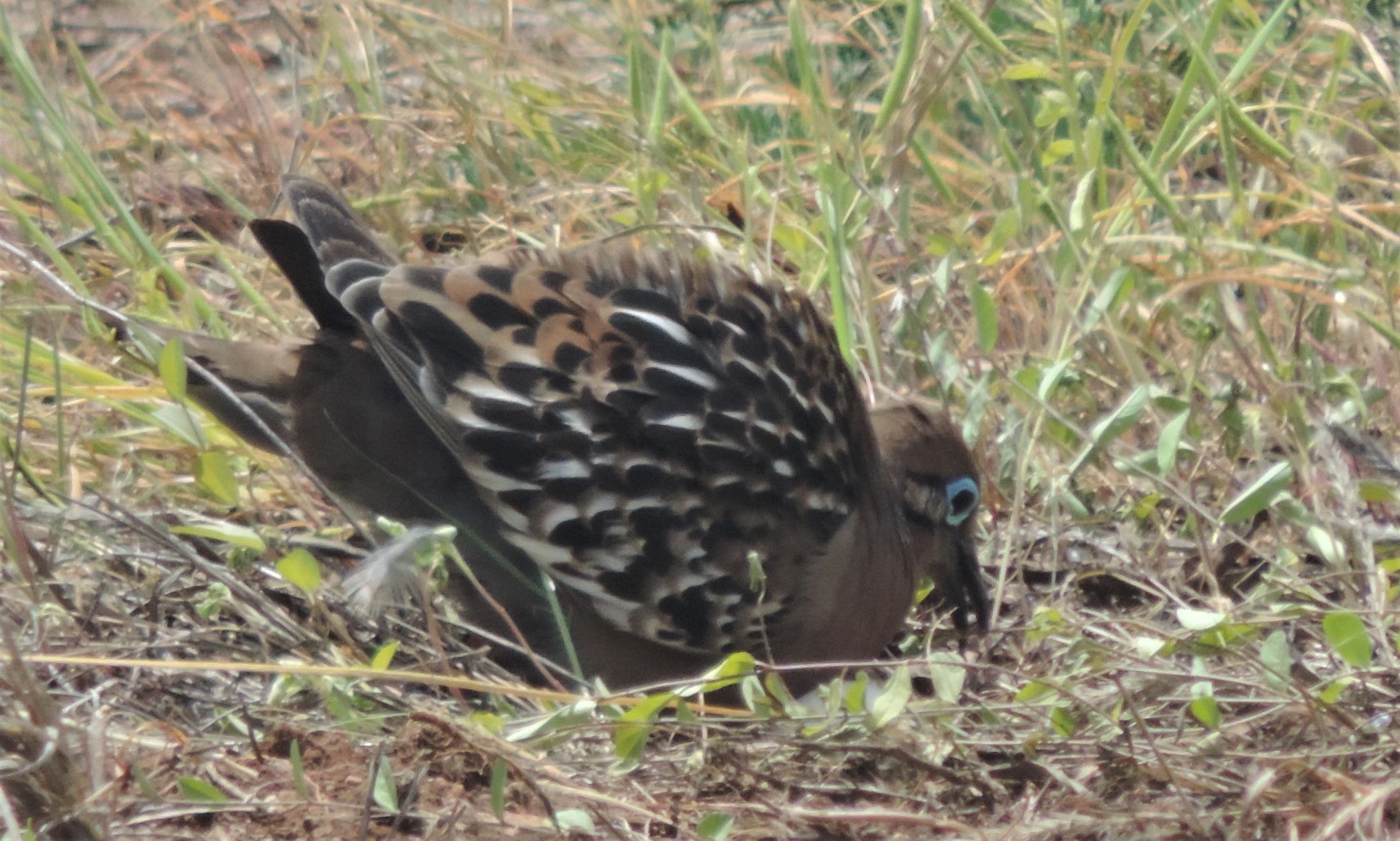 Zenaida galapagoensis image