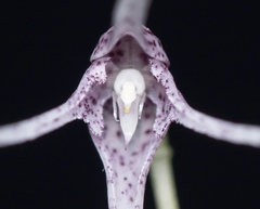 Pleurothallis eduardoi