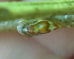 Xantholobus