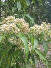 Koanophyllon albicaule