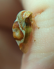 Xantholobus