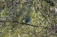 Todiramphus sanctus sanctus