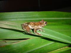 Dendropsophus seniculus