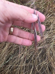 Bromus rigidus