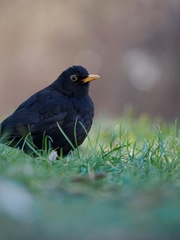 Turdus merula