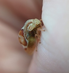 Xantholobus