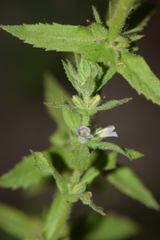 Stemodia durantifolia