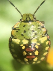 Nezara viridula