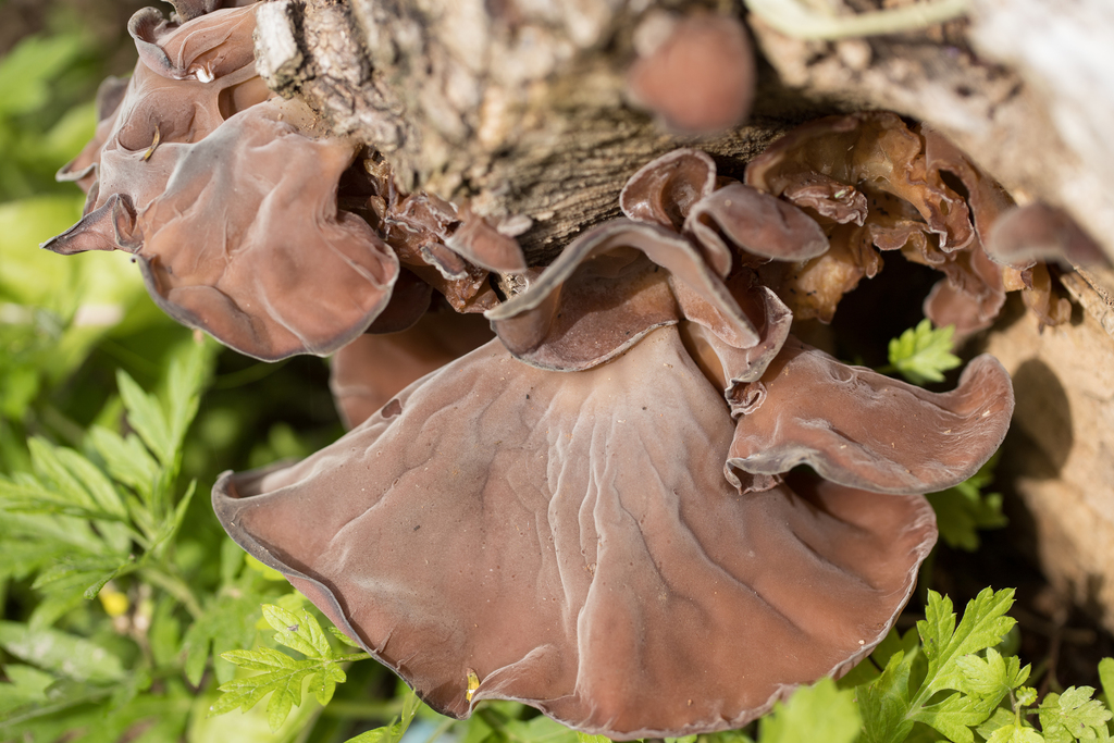 Auricularia fuscosuccinea · May 2022 · photo: © ftsautter (iNaturalist, cc0)