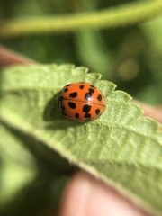 Harmonia axyridis
