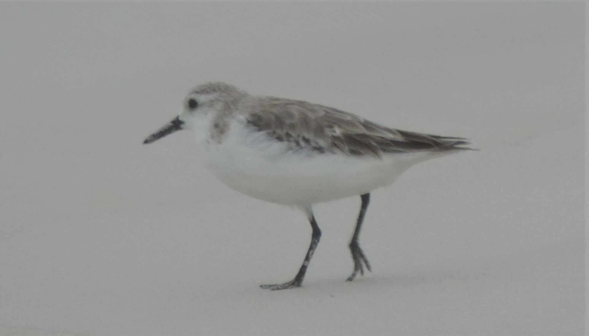 Calidris image