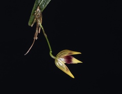 Pleurothallis garayana