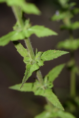 Stemodia durantifolia