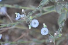 Pseudoconyza