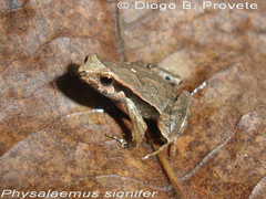 Physalaemus spiniger