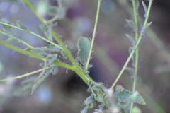 Pseudoconyza