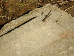 Argia extranea