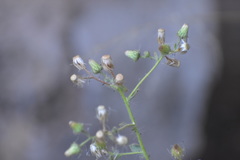 Pseudoconyza