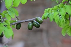 Spondias purpurea
