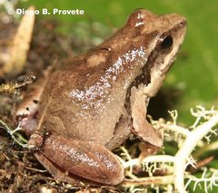 Physalaemus cuvieri