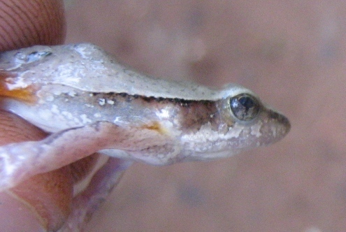 Cuvier’s Foam Frog