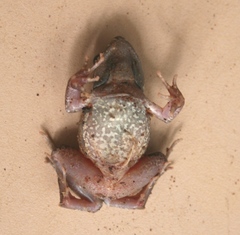 Physalaemus cuvieri