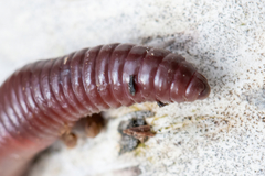 Lumbricus rubellus