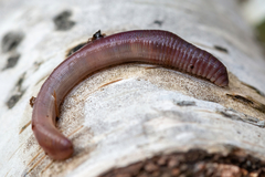 Lumbricus rubellus