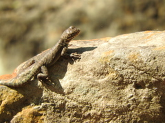 Sceloporus dugesii