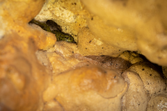 Speleomantes supramontis