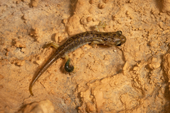 Speleomantes supramontis