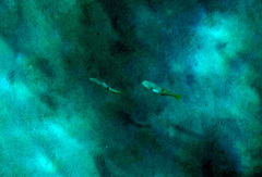 Iniistius aneitensis