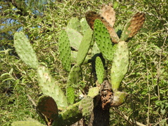 (c) Oscar Alejandro Morales Juárez, some rights reserved (CC BY-SA) Opuntia jaliscana, photograph (c) Oscar Alejandro Morales Juárez, some rights reserved (CC BY-SA)
